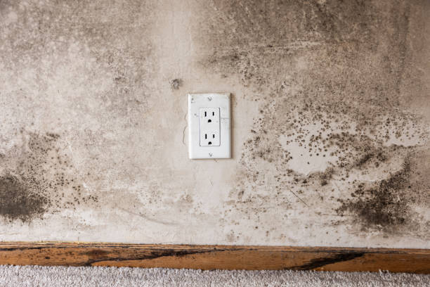 Reliable Twin Rivers, NJ Mold Removal Solutions